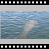 16. Tag - 22.11.2016-Dienstag-Manatee Viewing Center-Dockside Waterfront Grill
